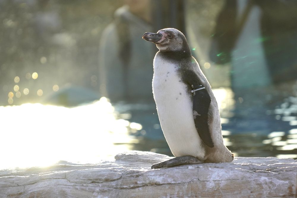 東武動物公園のフンボルトペンギンの早見表
